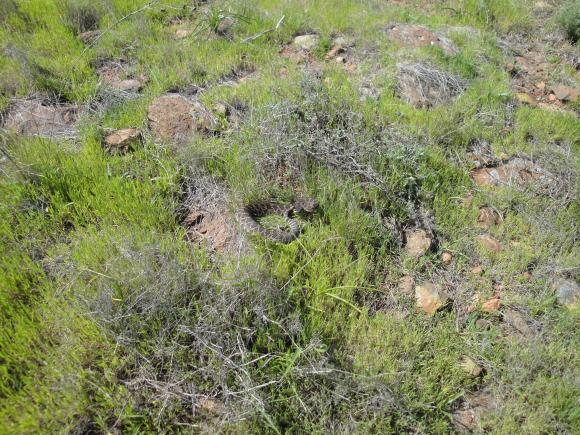 Southern Pacific Rattlesnake (Crotalus oreganus helleri)