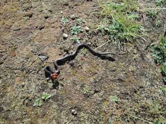 San Diego Ring-necked Snake (Diadophis punctatus similis)