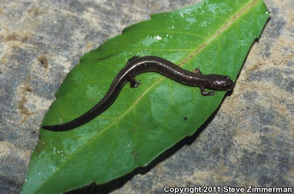 Many-ribbed Salamander (Eurycea multiplicata)