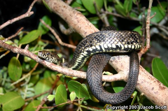 Atlantic Saltmarsh Snake (Nerodia clarkii taeniata)