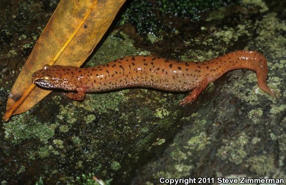 Blue Ridge Spring Salamander (Gyrinophilus porphyriticus danielsi)