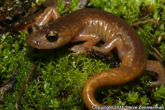 Limestone Salamander (Hydromantes brunus)