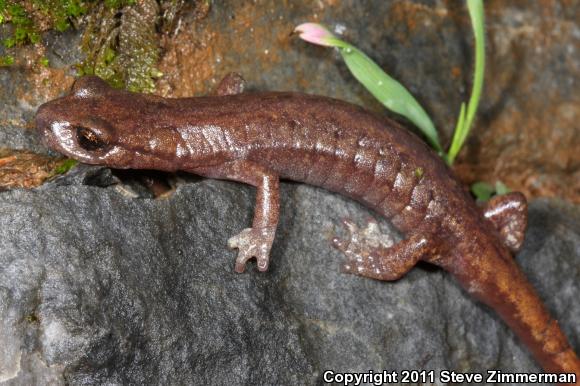 Shasta Salamander (Hydromantes shastae)