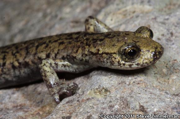 Mount Lyell Salamander (Hydromantes platycephalus)