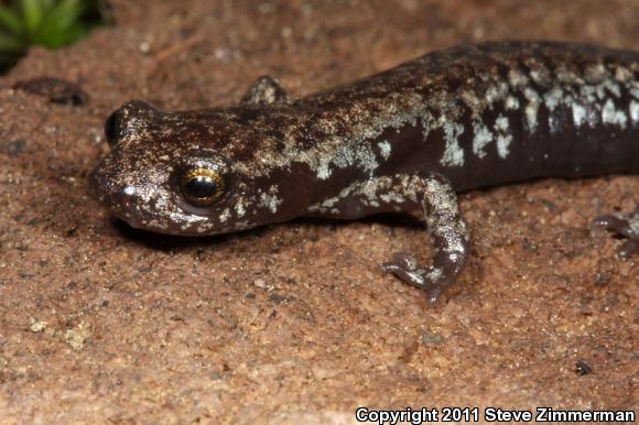 Mount Lyell Salamander (Hydromantes platycephalus)