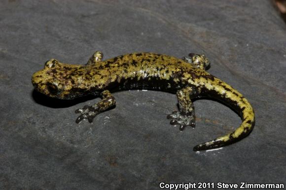 Mount Lyell Salamander (Hydromantes platycephalus)