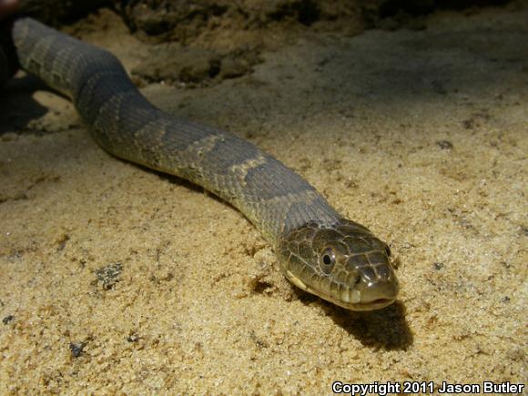 Northern Watersnake (Nerodia sipedon sipedon)