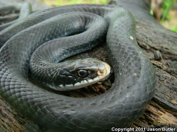 Northern  Black Racer (Coluber constrictor constrictor)