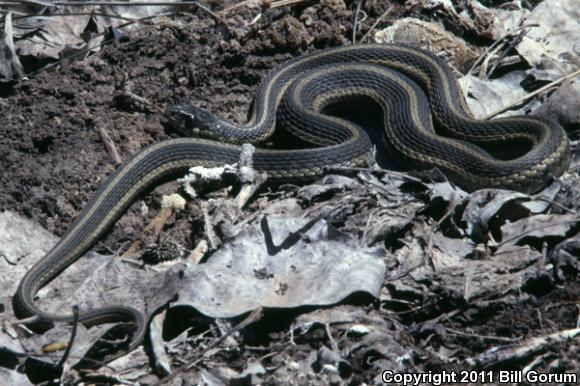 New Mexico Gartersnake (Thamnophis sirtalis dorsalis)