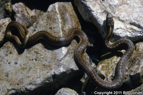 Wandering Gartersnake (Thamnophis elegans vagrans)