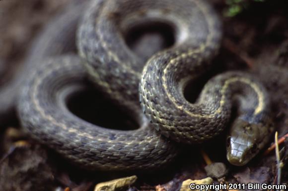 Wandering Gartersnake (Thamnophis elegans vagrans)