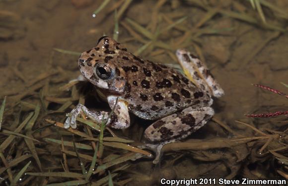 Canyon Treefrog (Hyla arenicolor)