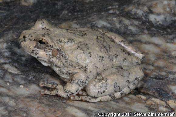 Canyon Treefrog (Hyla arenicolor)