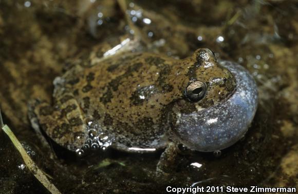 Canyon Treefrog (Hyla arenicolor)