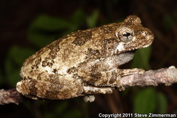 Cope's Gray Treefrog (Hyla chrysoscelis)