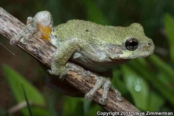 Cope's Gray Treefrog (Hyla chrysoscelis)