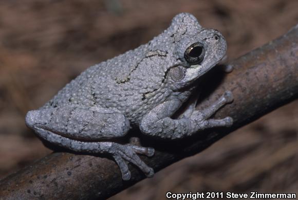 Cope's Gray Treefrog (Hyla chrysoscelis)