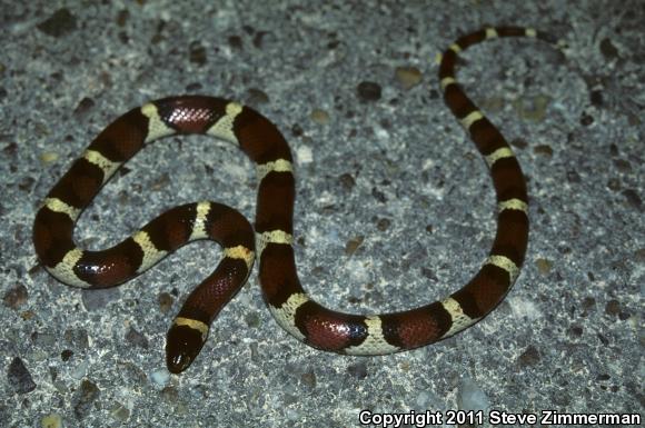 Mexican Milksnake (Lampropeltis triangulum annulata)