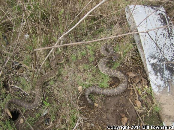 Southern Pacific Rattlesnake (Crotalus oreganus helleri)