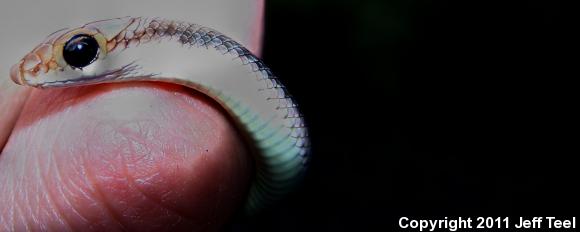 Baja California Patch-nosed Snake (Salvadora hexalepis klauberi)