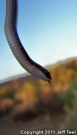 Baja California Patch-nosed Snake (Salvadora hexalepis klauberi)