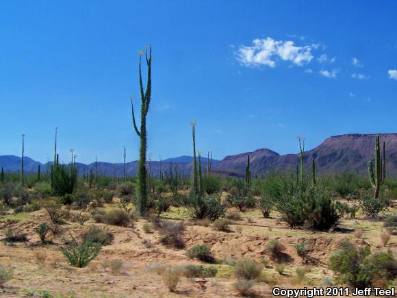 SouthWestern Threadsnake (Leptotyphlops humilis humilis)