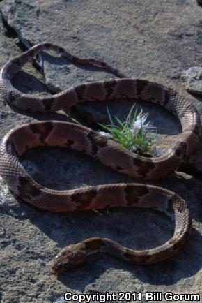 Texas Lyresnake (Trimorphodon vilkinsonii)