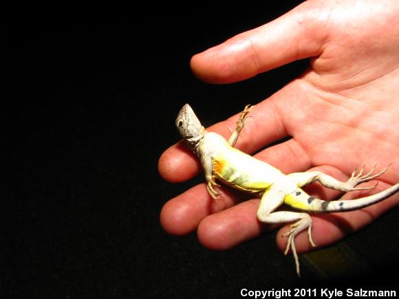 Zebratail Lizard (Callisaurus draconoides)