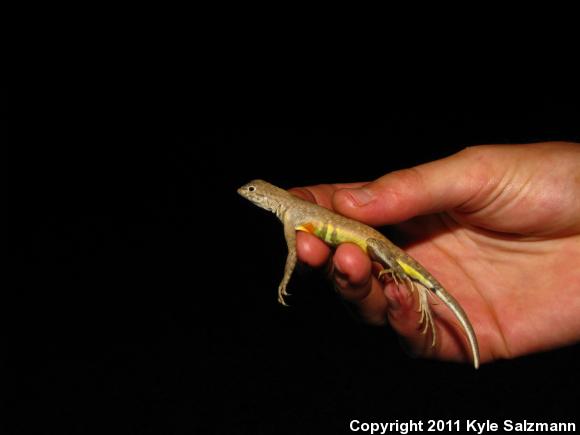 Zebratail Lizard (Callisaurus draconoides)