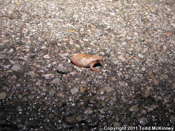 Spring Peeper (Pseudacris crucifer)