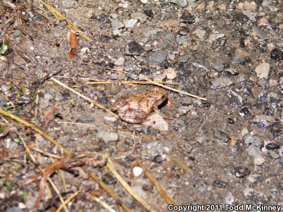 Spring Peeper (Pseudacris crucifer)