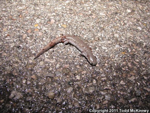 Streamside Salamander (Ambystoma barbouri)