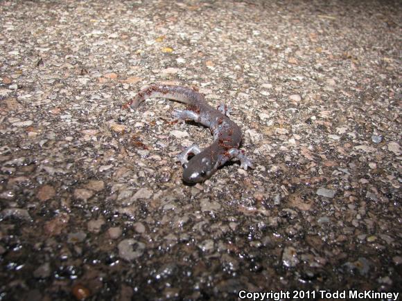 Jefferson Salamander (Ambystoma jeffersonianum)