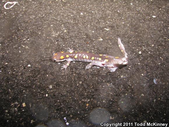 Spotted Salamander (Ambystoma maculatum)