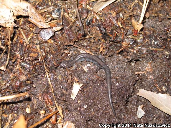 Eastern Red-backed Salamander (Plethodon cinereus)