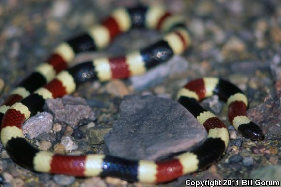 Arizona Coralsnake (Micruroides euryxanthus euryxanthus)