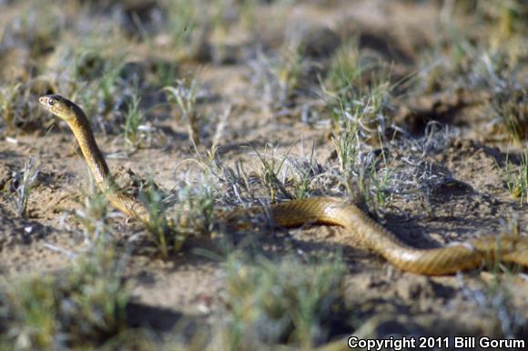 Western Coachwhip (Coluber flagellum testaceus)