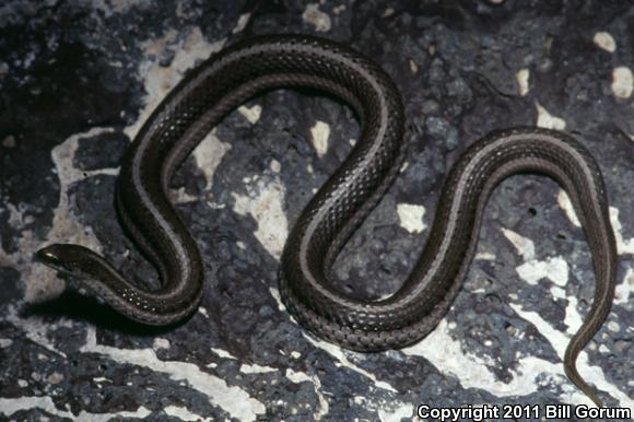 Lined Snake (Tropidoclonion lineatum)