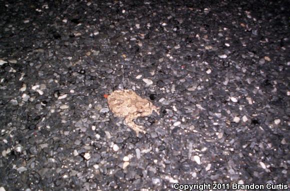 Gray Treefrog (Hyla versicolor)