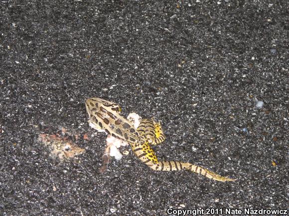 Pickerel Frog (Lithobates palustris)