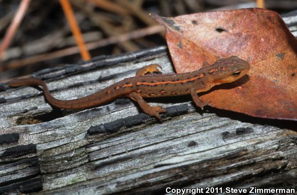 Broken-striped Newt (Notophthalmus viridescens dorsalis)