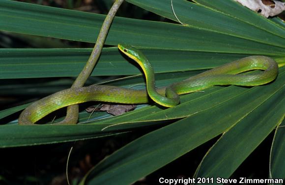 Northern Rough Greensnake (Opheodrys aestivus aestivus)