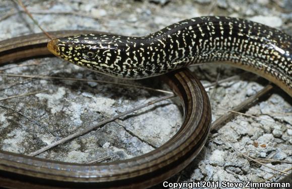 Island Glass Lizard (Ophisaurus compressus)