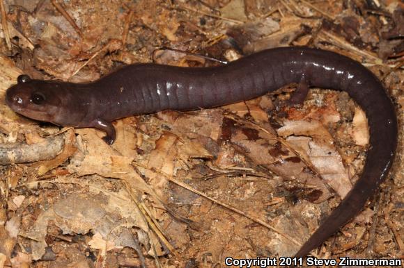 Red Hills Salamander (Phaeognathus hubrichti)