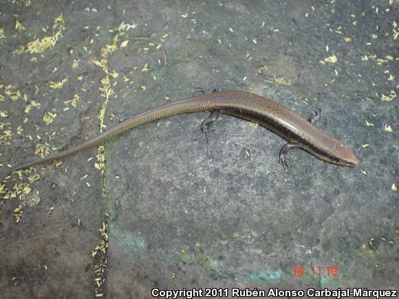 Tepalcatepec Skink (Mesoscincus altamirani)