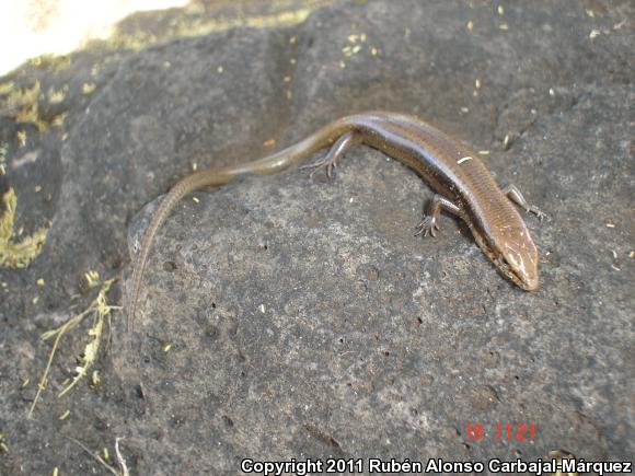 Tepalcatepec Skink (Mesoscincus altamirani)