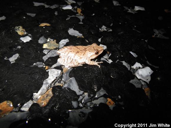 Spring Peeper (Pseudacris crucifer)