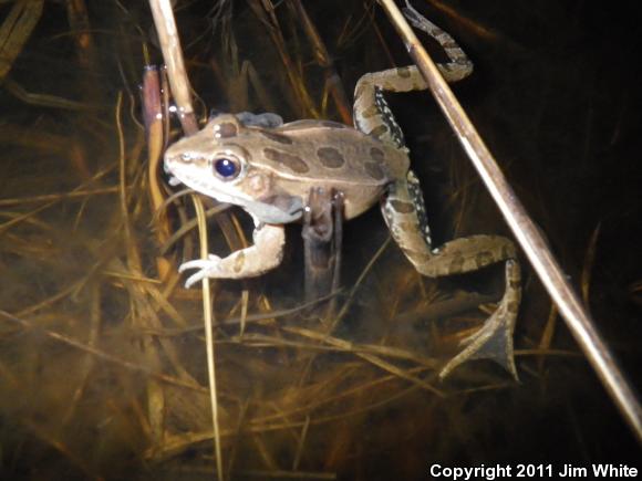 Southern Leopard Frog (Lithobates sphenocephalus utricularius)