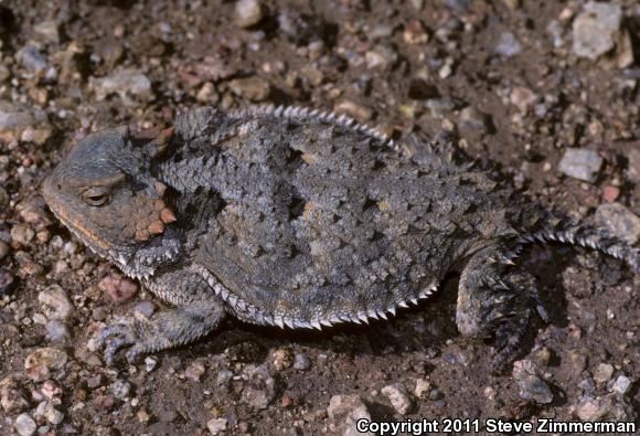 Greater Short-horned Lizard (Phrynosoma hernandesi)