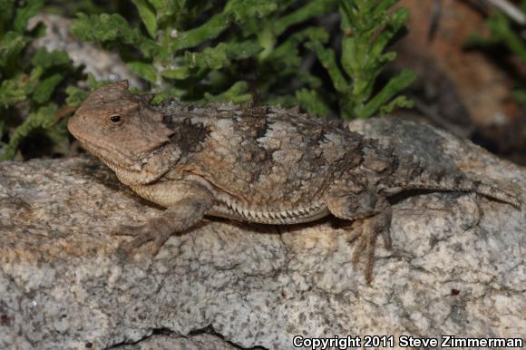 Greater Short-horned Lizard (Phrynosoma hernandesi)